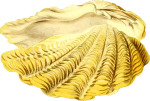 Golden Scallop Illustration