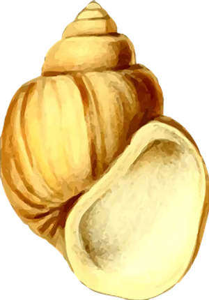 Golden Seashell Illustration