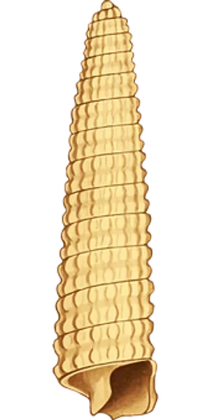 Golden Seashell Silhouette