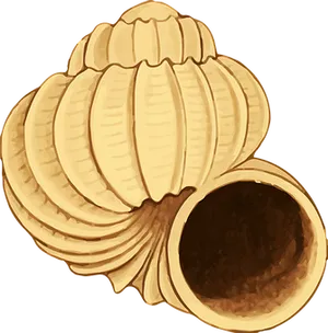 Golden_ Shell_ Illustration