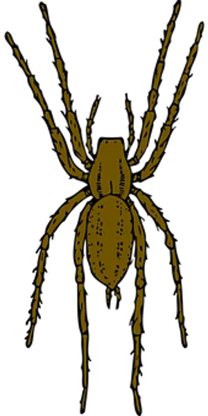Golden Spider Silhouette PNG image