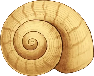 Golden_ Spiral_ Seashell_ Illustration.png