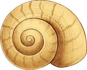 Golden_ Spiral_ Shell_ Closeup