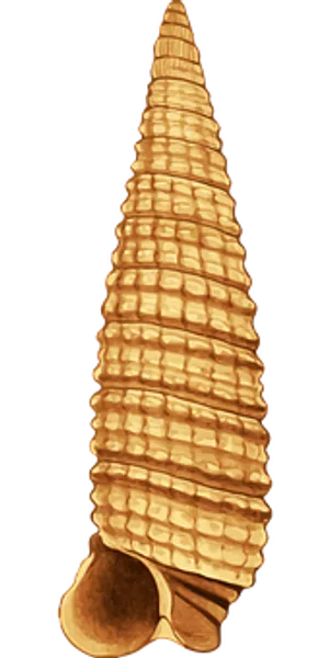 Golden Spiral Shell