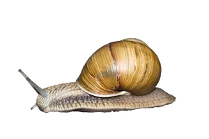 Golden Spiraled Snail Black Background