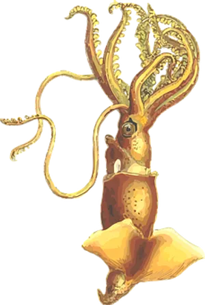 Golden Squid Illustration