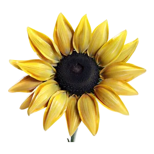 Golden Sunflower Spring PNG 06272024