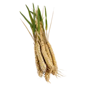 Golden Trigo Harvest Png 06122024 PNG image