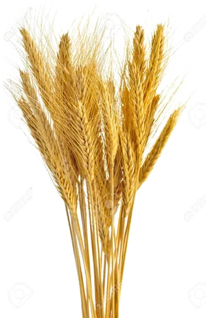 Golden Wheat Bundle PNG image