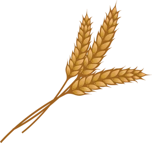 Golden Wheat Ears Illustration PNG image