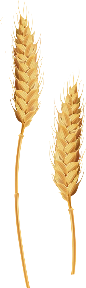 Golden Wheat Ears Illustration PNG image