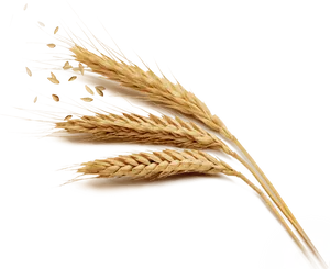 Golden Wheat Ears Transparent Background PNG image