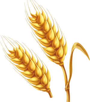 Golden Wheat Ears Vector Illustration PNG image