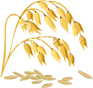 Golden Wheat Ears Vector Illustration PNG image