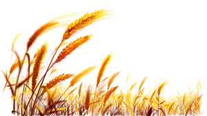 Golden Wheat Field Backdrop PNG image