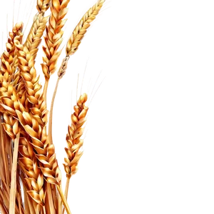 Golden Wheat Field Png Yce PNG image