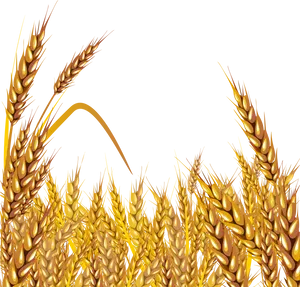 Golden Wheat Field Vector Illustration PNG image