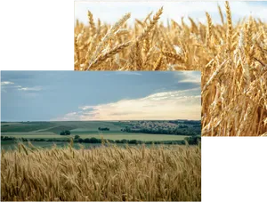 Golden Wheat Fields Collage PNG image