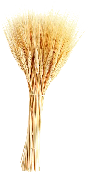 Golden Wheat Sheaf Vector PNG image