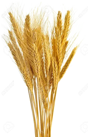 Golden Wheat Sheaves PNG image