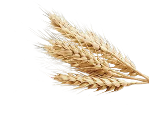 Golden Wheat Sheaves PNG image