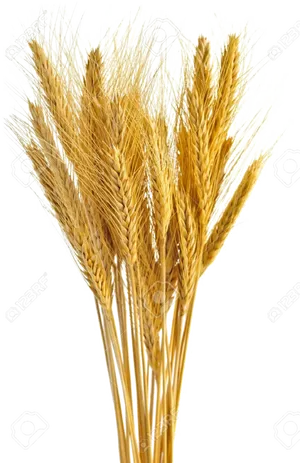 Golden Wheat Sheaves Vector PNG image