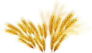 Golden Wheat Sheaves Vector PNG image