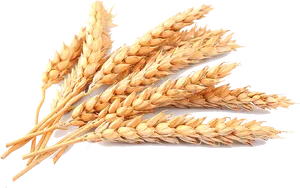 Golden Wheat Stalks PNG image