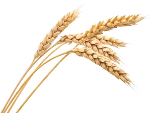 Golden Wheat Stalks PNG image