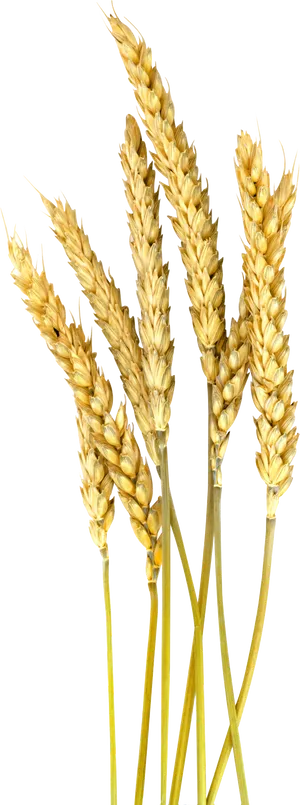 Golden Wheat Stalks Vector PNG image