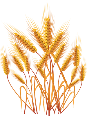 Golden Wheat Vector Illustration PNG image