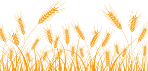 Golden Wheat Vector Illustration PNG image