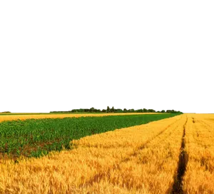 Golden Wheatand Green Meadow Divide PNG image