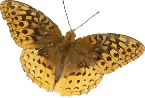 Golden Winged Butterfly Illustration