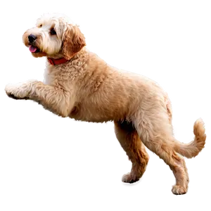 Goldendoodle A