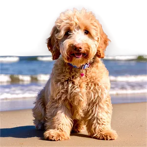 Goldendoodle At Beach PNG Ssq87 PNG