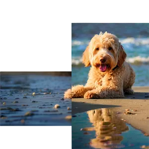 Goldendoodle At Beach Png Vqr PNG image