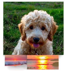 Goldendoodle At Sunset Png 06262024 PNG image