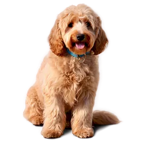 Goldendoodle At Sunset Png 65 PNG image