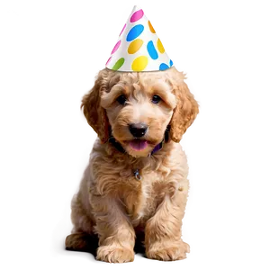Goldendoodle Birthday Party PNG Ewe48 PNG
