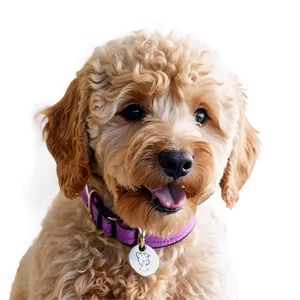 Goldendoodle Closeup Png 06262024 PNG image