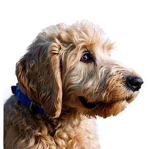 Goldendoodle Closeup PNG 69