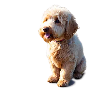 Goldendoodle In Autumn Png Idt64 PNG image