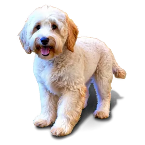 Goldendoodle In Field PNG 46