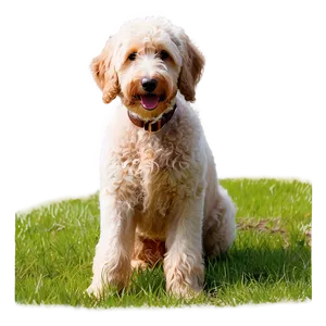 Goldendoodle In Field Png Rfq43 PNG image