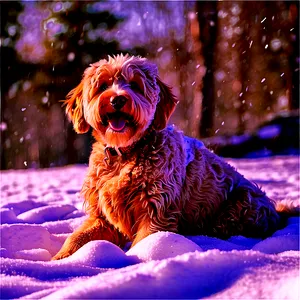 Goldendoodle In Snow PNG 06262024