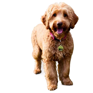 Goldendoodle In The Park PNG 14