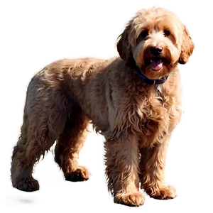 Goldendoodle In The Park PNG 2 PNG