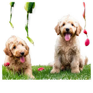 Goldendoodle Licking Png 06262024 PNG image