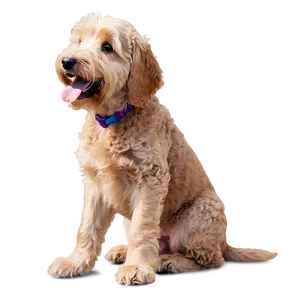 Goldendoodle Licking PNG Pgc PNG